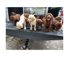 7 weeks old Akc lab puppies for sale in Columbia, Kentucky ...