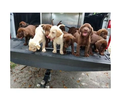 7 weeks old Akc lab puppies for sale - 6