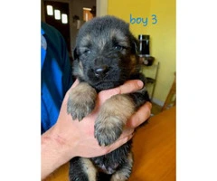 8 German Shepherd Puppies - 3