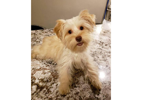 Yorkie female puppy for sale