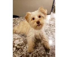 Yorkie female puppy for sale