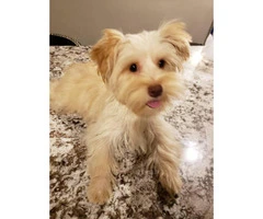 Yorkie female puppy for sale - 2