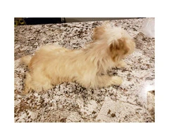 Yorkie female puppy for sale - 3