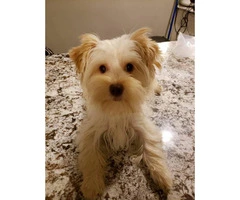 Yorkie female puppy for sale - 4