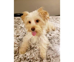 Yorkie female puppy for sale - 5