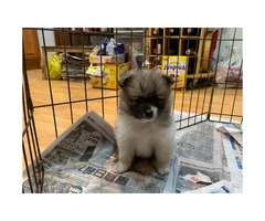 3 adorable Pomsky puppies for sale - 1