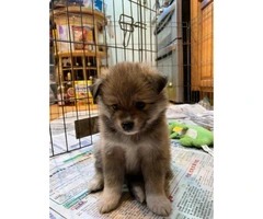 3 adorable Pomsky puppies for sale - 2