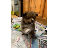 3 adorable Pomsky puppies for sale - 3