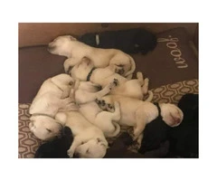 Purebred Lab puppies needing to find their forever home!