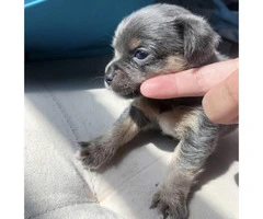 Blue Teacup Chihuahua Puppies for Sale - 2