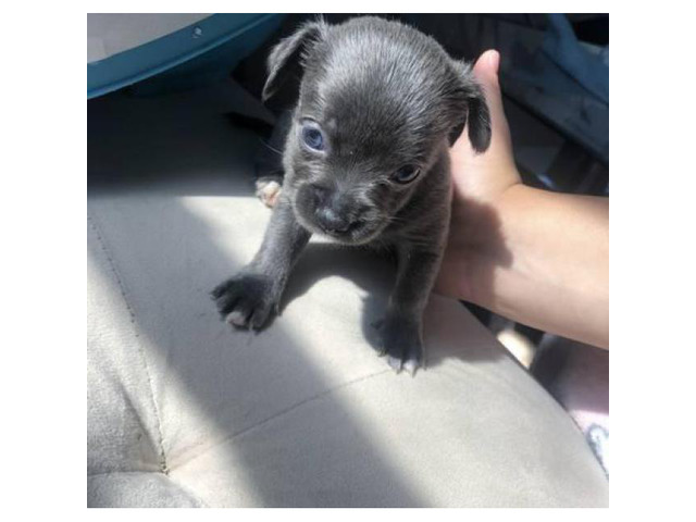 Teacup Chihuahua For Sale In Michigan