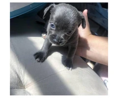 Blue Teacup Chihuahua Puppies for Sale - 3