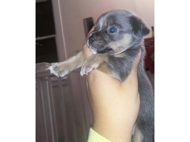 Blue Teacup Chihuahua Puppies for Sale in New York, New