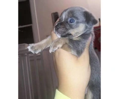 Blue Teacup Chihuahua Puppies for Sale - 4