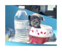 Blue Teacup Chihuahua Puppies for Sale - 5