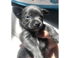 Blue Teacup Chihuahua Puppies for Sale - 6