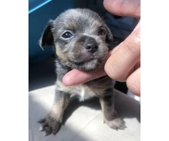 Blue Teacup Chihuahua Puppies for Sale - 7