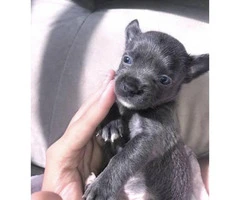 Blue Teacup Chihuahua Puppies for Sale - 8