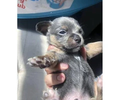Blue Teacup Chihuahua Puppies for Sale - 9