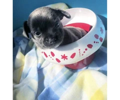 Blue Teacup Chihuahua Puppies for Sale - 10