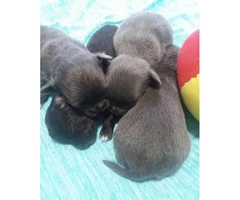 Blue Teacup Chihuahua Puppies for Sale - 11