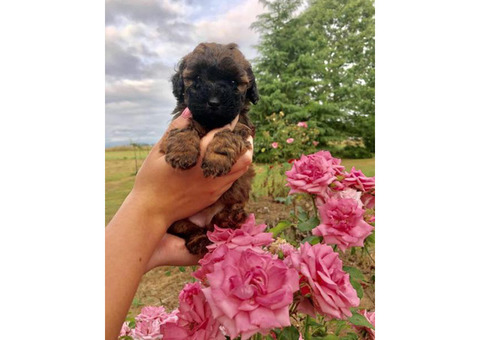Beautiful Lhasa-Poo puppies 1 male and 1 female still available