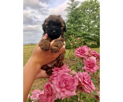 Beautiful Lhasa-Poo puppies 1 male and 1 female still available