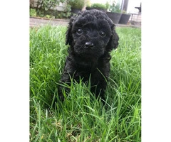 Beautiful Lhasa-Poo puppies 1 male and 1 female still available - 2
