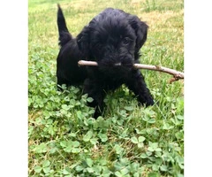 Beautiful Lhasa-Poo puppies 1 male and 1 female still available - 3