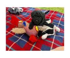 Beautiful Lhasa-Poo puppies 1 male and 1 female still available - 4