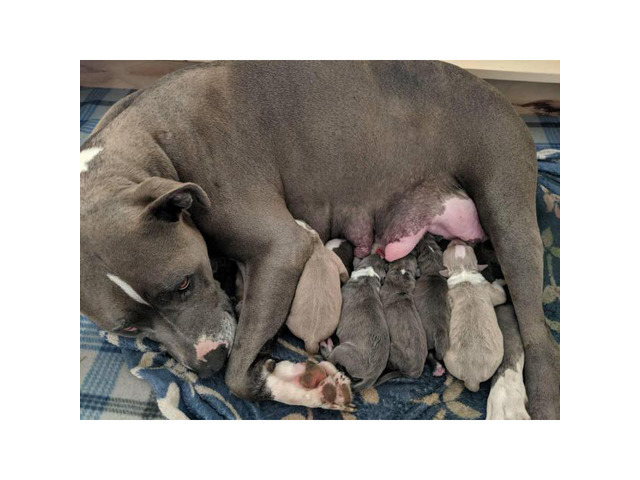 Pitbull puppies in Fort Worth, Texas - Puppies for Sale Near Me