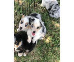 Male Aussie-Corgi Puppies for sale