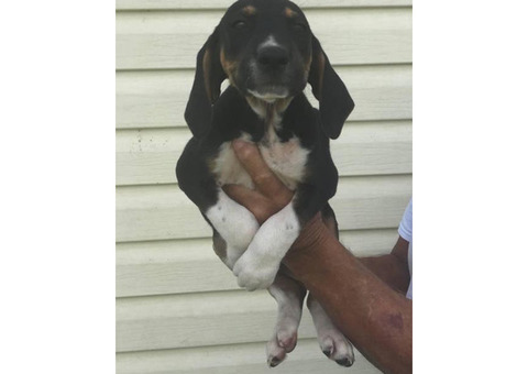 Cur Walker Puppies
