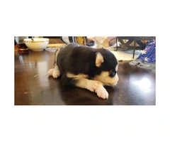 Cute Husky Puppies - 5 Males and 2 Females Available - 3