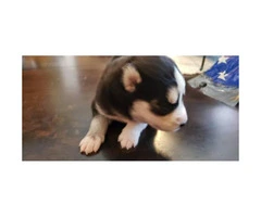 Cute Husky Puppies - 5 Males and 2 Females Available - 4