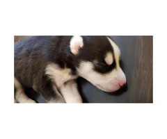 Cute Husky Puppies - 5 Males and 2 Females Available - 5