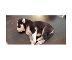 Cute Husky Puppies - 5 Males and 2 Females Available - 6