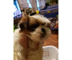 Red Shih Tzu for sale 1 girl and 3 boys left