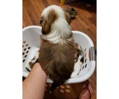 Red Shih Tzu for sale 1 girl and 3 boys left - 2