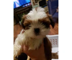 Red Shih Tzu for sale 1 girl and 3 boys left - 3