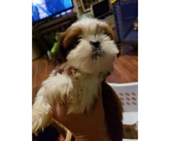 Red Shih Tzu for sale 1 girl and 3 boys left - 4