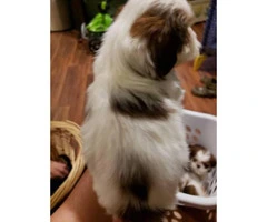 Red Shih Tzu for sale 1 girl and 3 boys left - 5