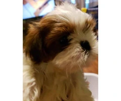 Red Shih Tzu for sale 1 girl and 3 boys left - 6