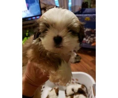 Red Shih Tzu for sale 1 girl and 3 boys left - 7