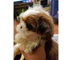 Red Shih Tzu for sale 1 girl and 3 boys left - 9