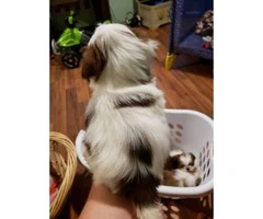 Red Shih Tzu for sale 1 girl and 3 boys left - 10