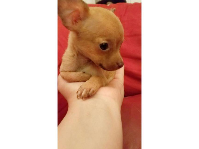 3 Teacup Chihuahuas for Sale in Jacksonville, Florida