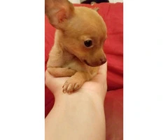 3 Teacup Chihuahuas for Sale - 2