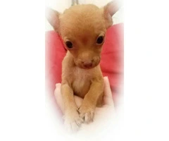 3 Teacup Chihuahuas for Sale - 3