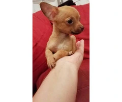 3 Teacup Chihuahuas for Sale - 4